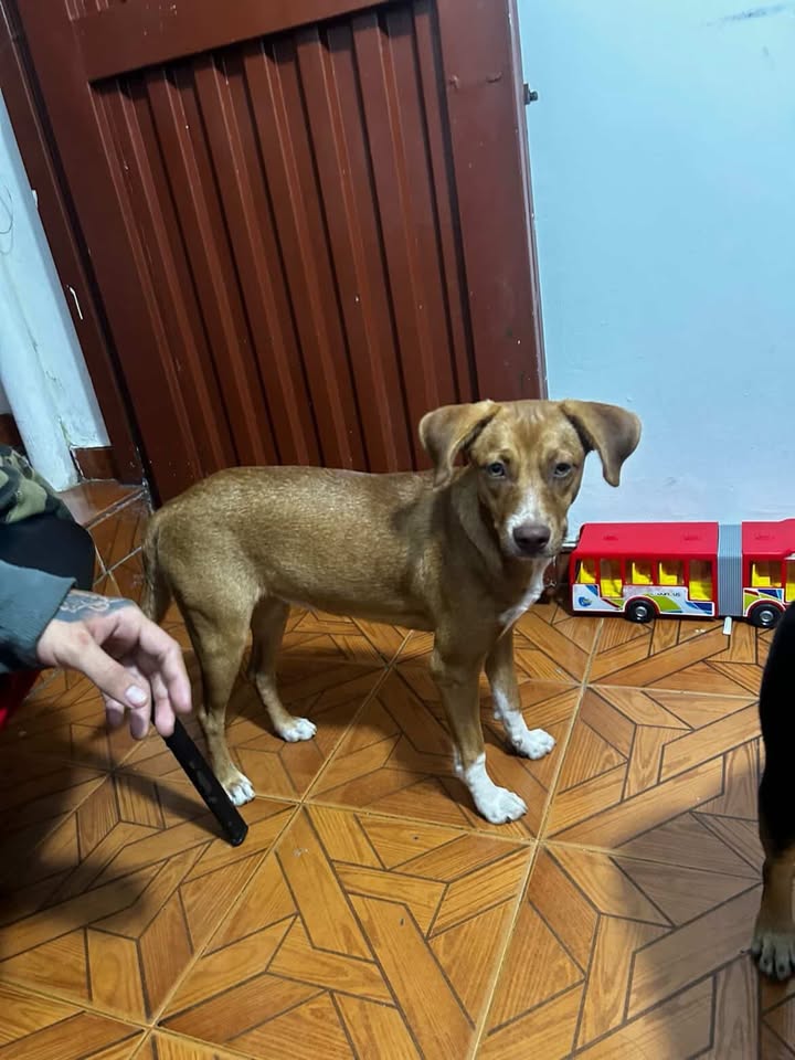 Cachorra encontrada en Risaralda 