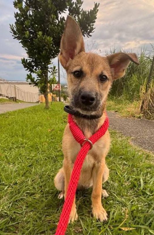 Adopción de Perro en Risaralda, Colombia 