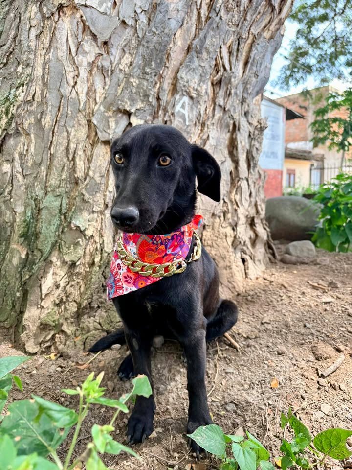 Adopción de Perros y Gatos en Risaralda 