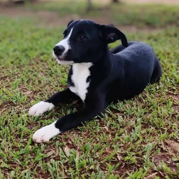 Adopción de Perros en Risaralda, Colombia 