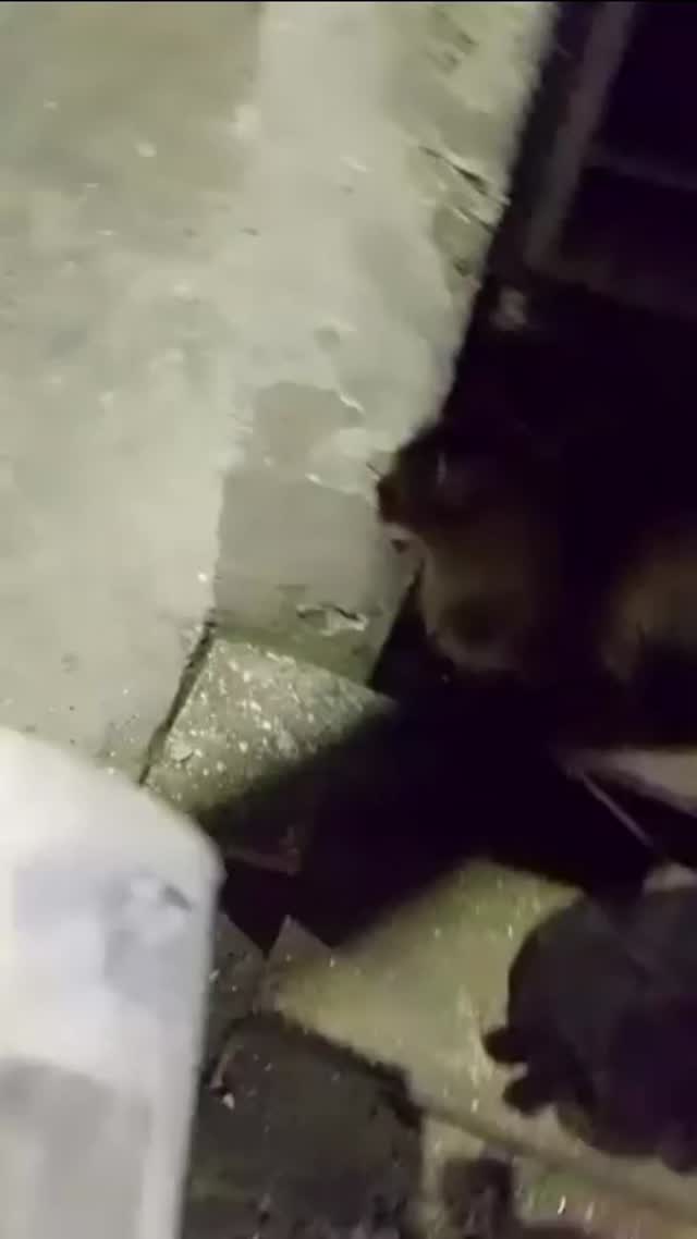 Gatitos en adopción en Pereira, Risaralda 