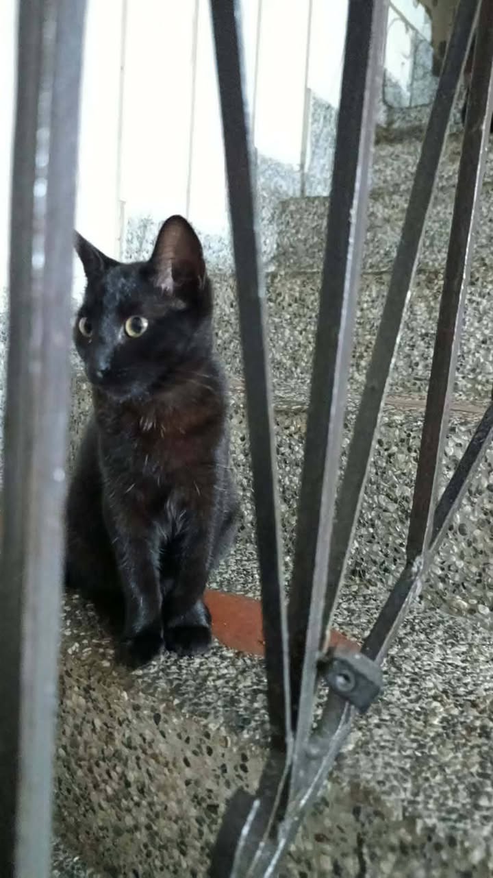 Adopción de Gaticas en Risaralda 