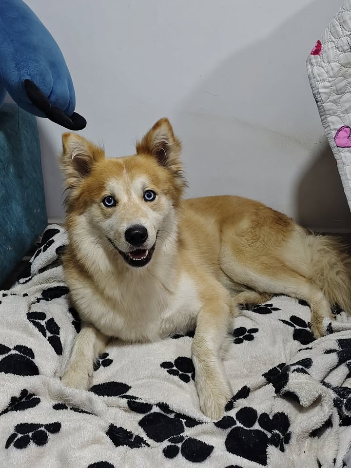 Perro encontrado en Dosquebradas, Risaralda 