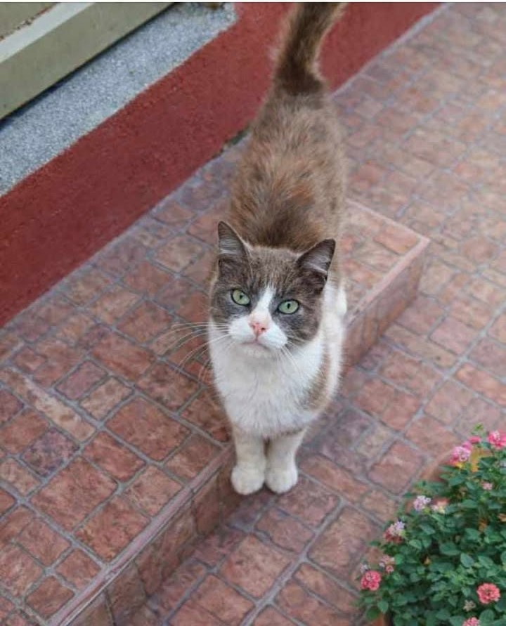 Adopción de Gato en Risaralda 