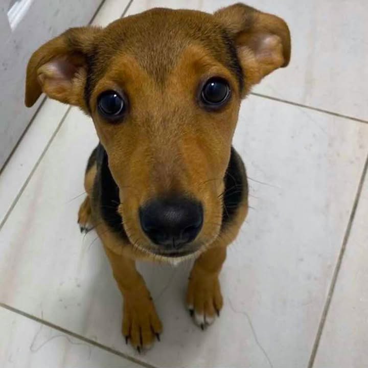 Adopción de Perro en Risaralda, Colombia 