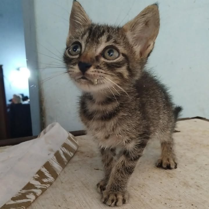 Adopción de gatos cachorros en La Victoria, Valle 