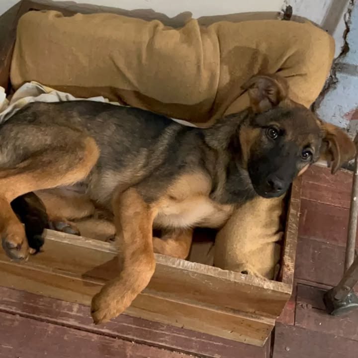 Adopción de Cachorro en Risaralda 