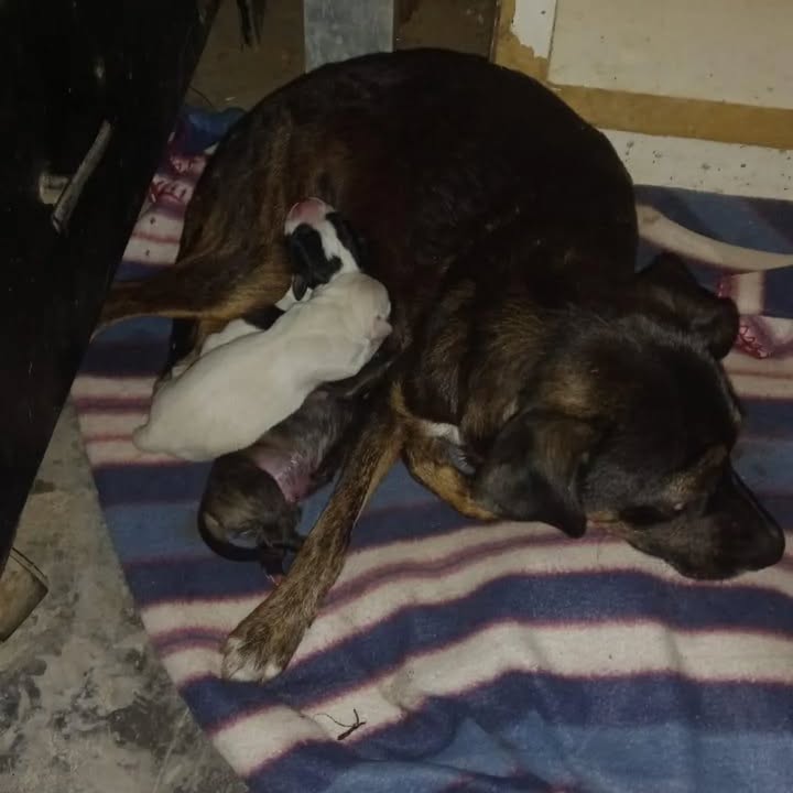 Adopción de Perritas en Villa Santana, Risaralda 