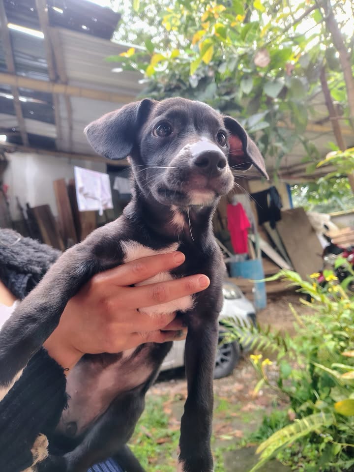Perro en adopción en Risaralda 