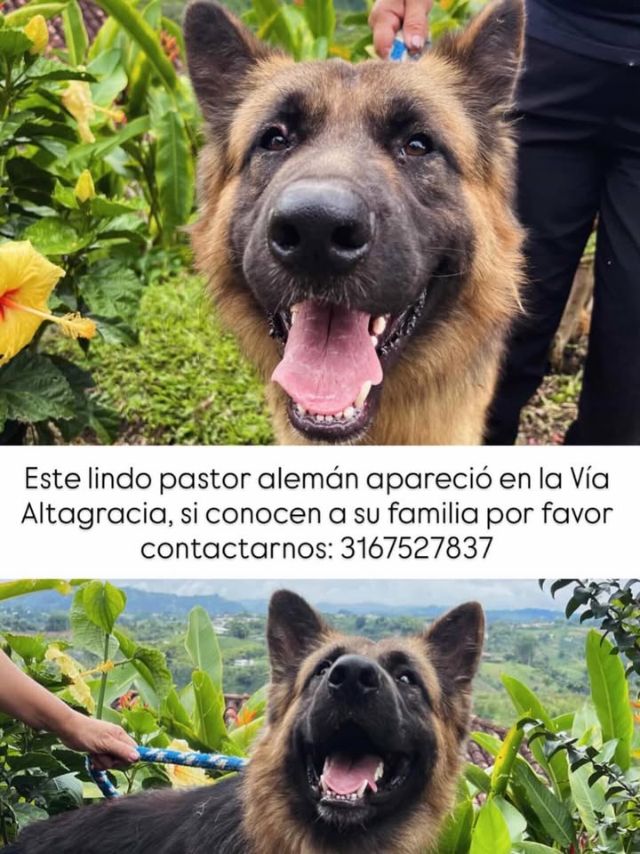 Pastor Alemán Encontrado en Via Altagracia 