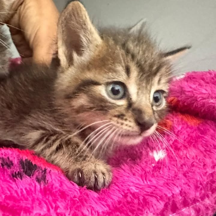 Gatitos en adopción responsable en Pereira 