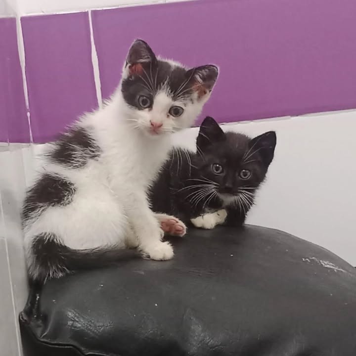 Adopción de gatitos en Cartago 