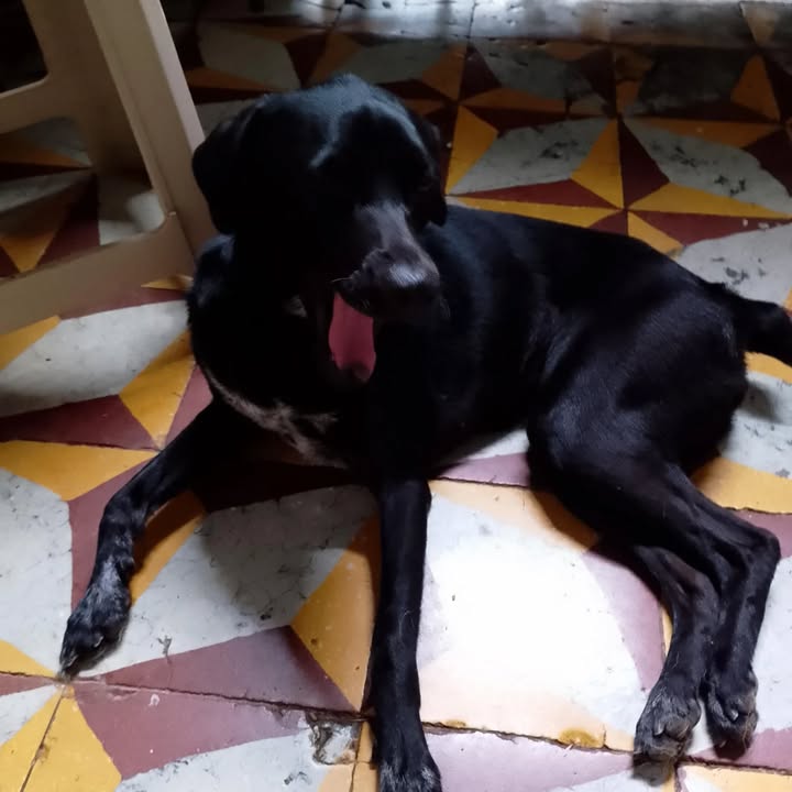 Adopción de Perro en Pereira, Risaralda 