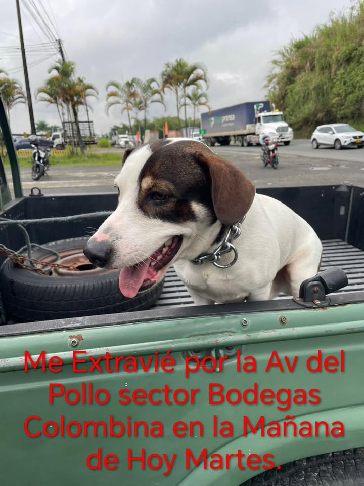 Perro Encontrado en Bodegas Colombina 