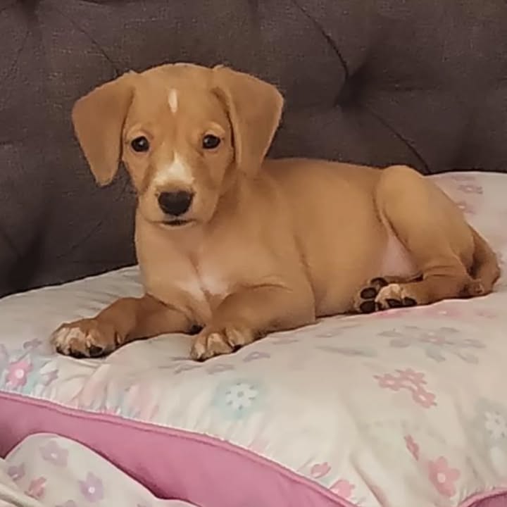 Cachorro en adopción en Risaralda 