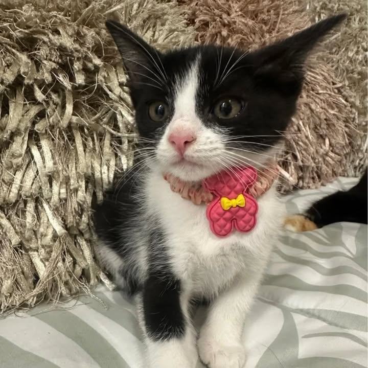 Adopción de gatos en Risaralda 