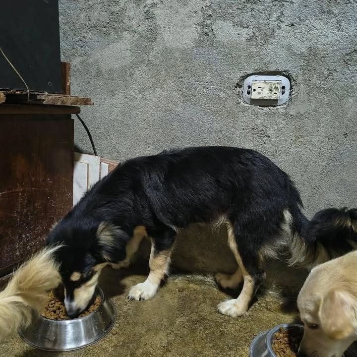 Adopción de perros en Risaralda 