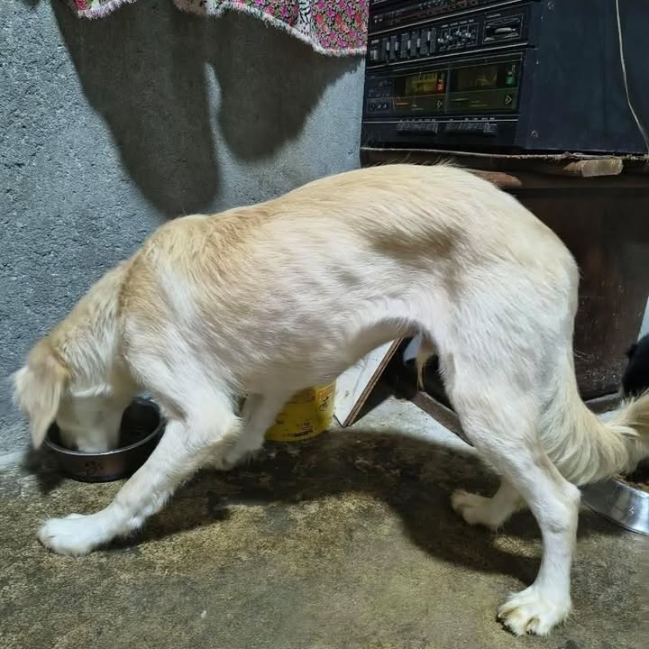 Adopción de perros en Risaralda 