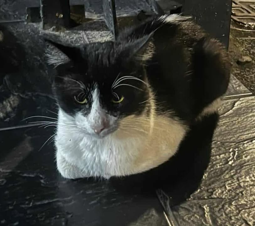 Gato encontrado en Pereira busca familia 