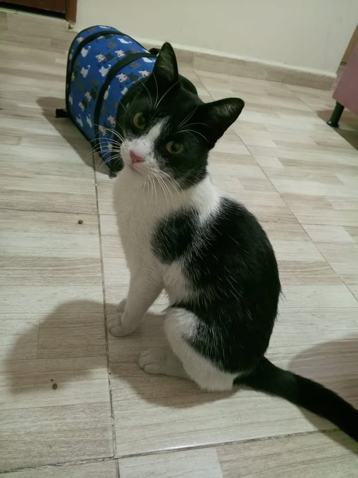 Gato encontrado en Pereira 