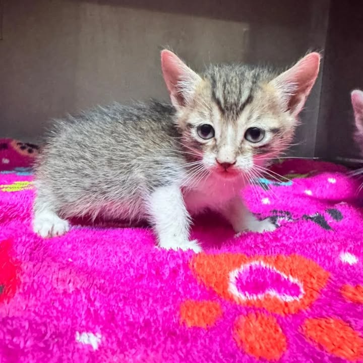 Gatitos en adopción responsable en Pereira 