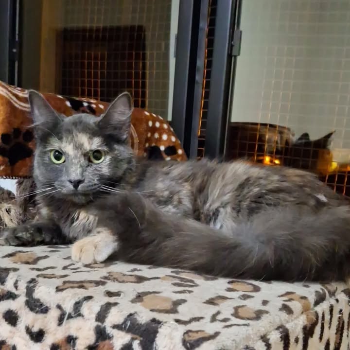 Gatica en adopción responsable en Risaralda 