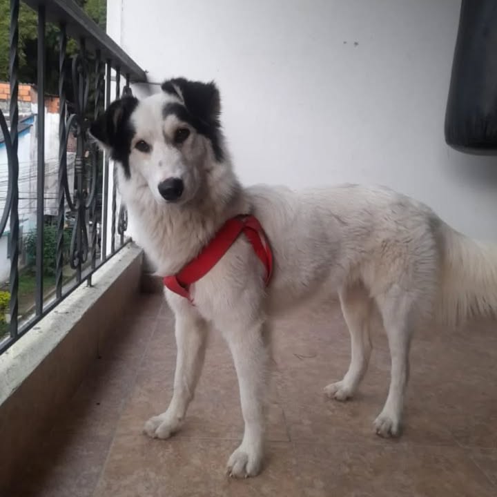 Adopción Canina en Risaralda 
