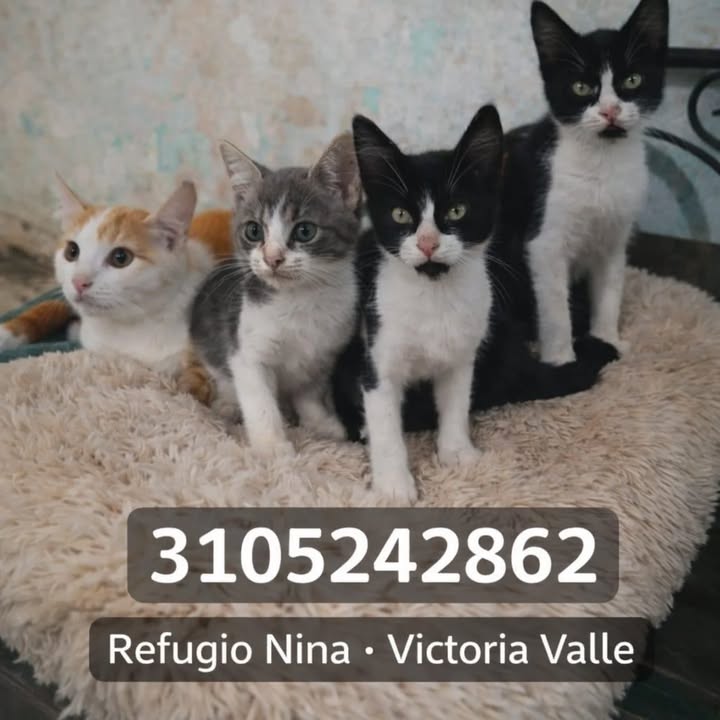 Gatitos en Adopción en La Victoria, Valle 