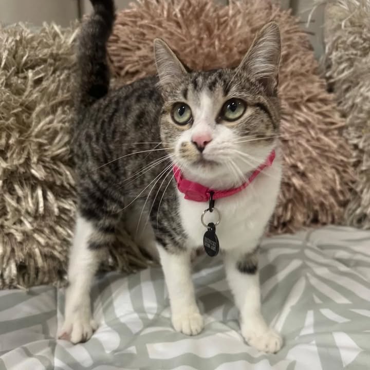 Adopción de gatos en Risaralda 