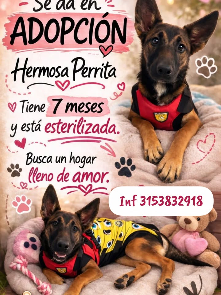 Adopción de Perro en Risaralda 