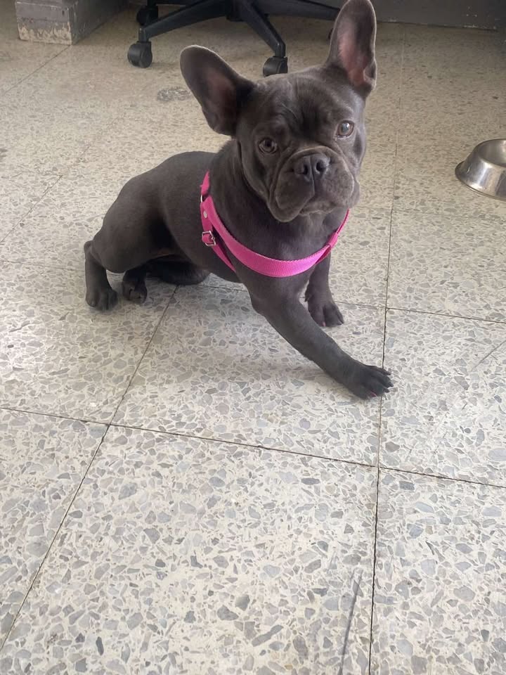 Perro encontrado en el Cai San Nicolás 