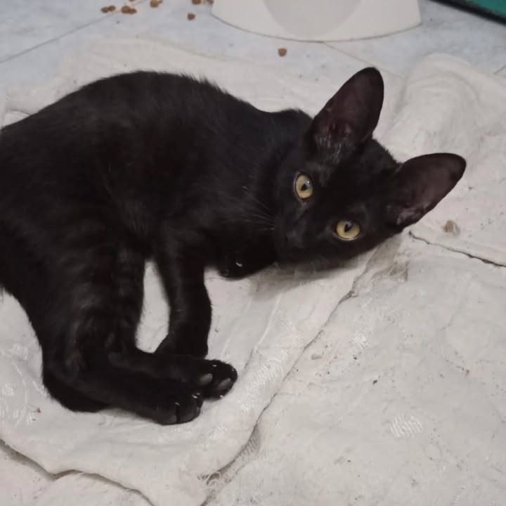 Adopción de gatitas en Risaralda 