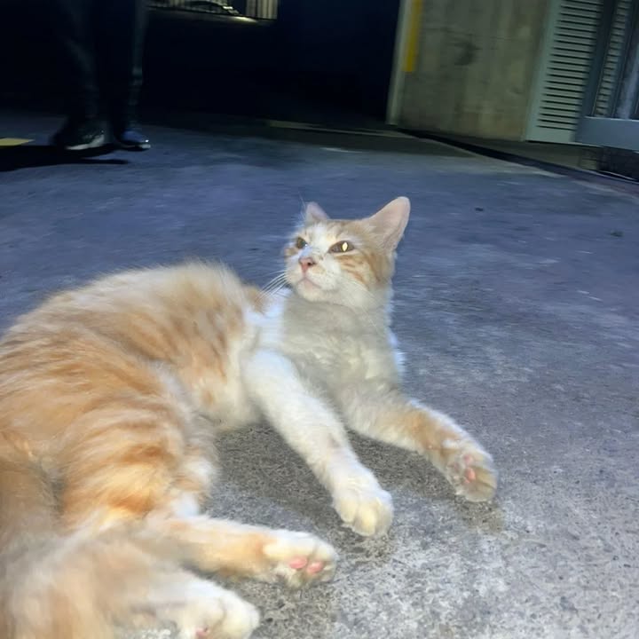 Gato en adopción en Risaralda, Colombia 