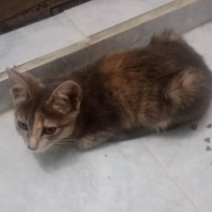 Adopción de gatitas en Risaralda 