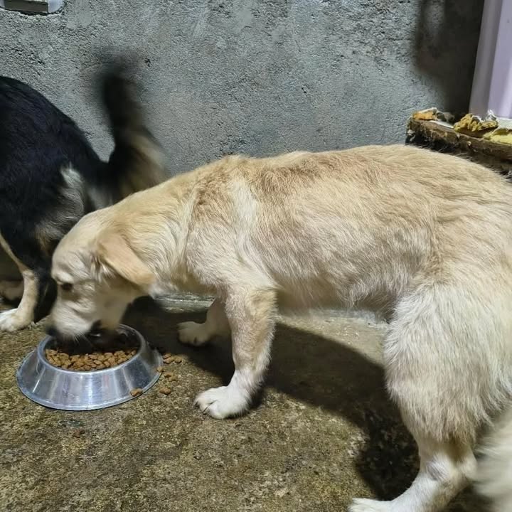 Adopción de perros en Risaralda 