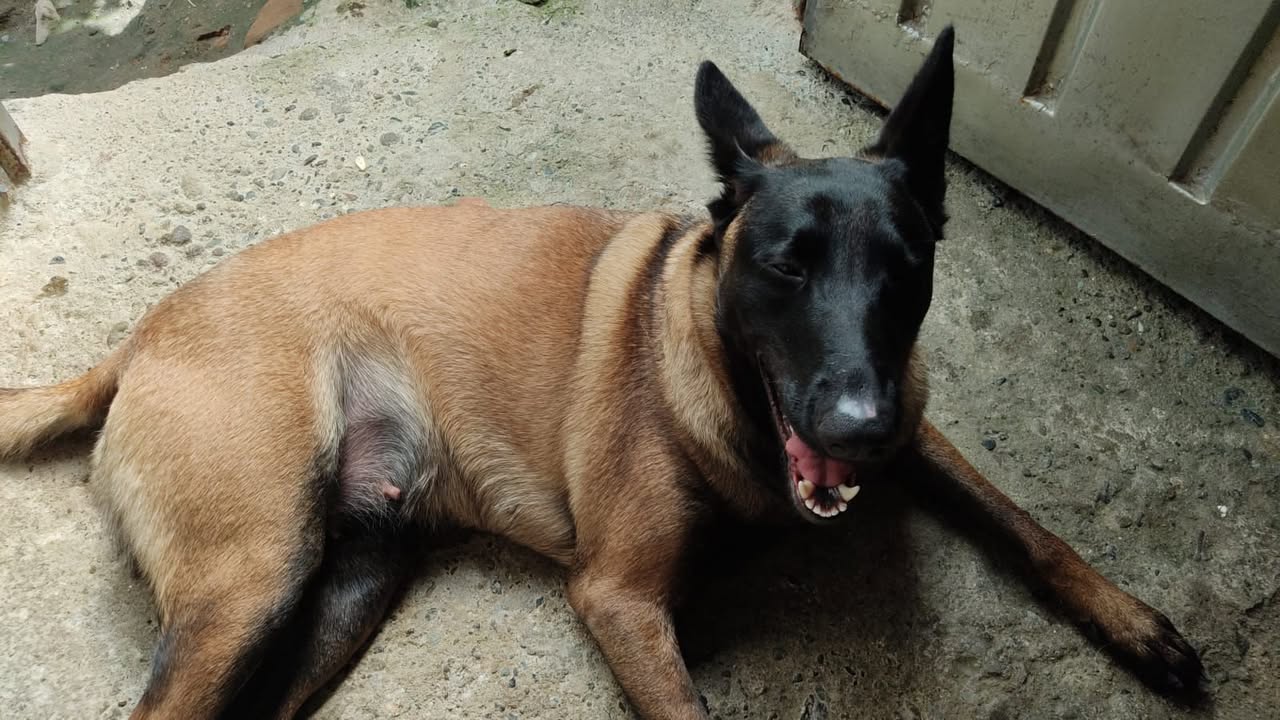 Adopción Perrita en Risaralda 