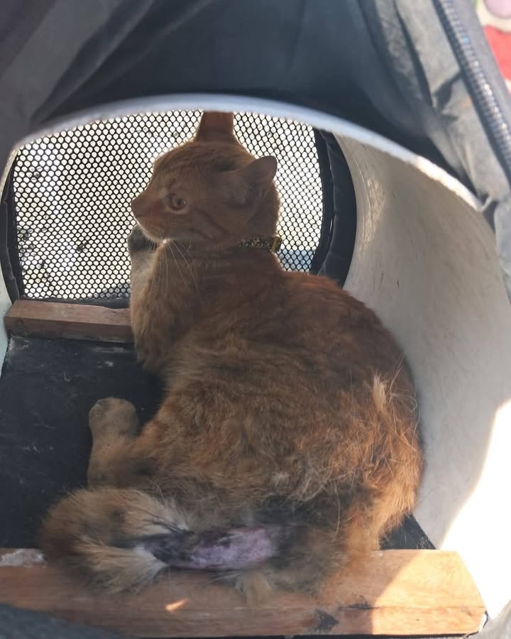 Rescate de gato en motor de vehículo en Risaralda 