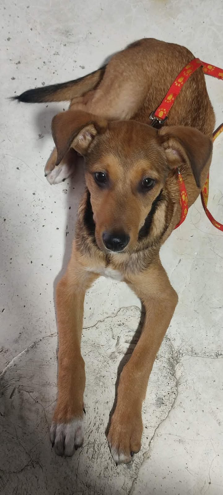 Perro encontrado en Dosquebradas, Risaralda 