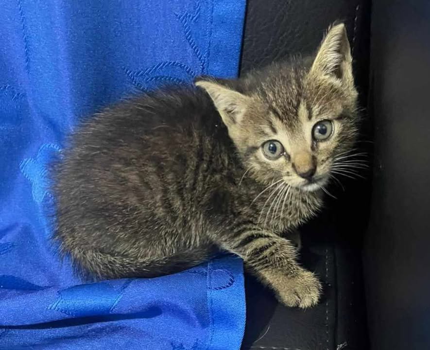 Gatico en adopción Risaralda 