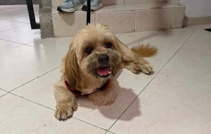 Perro encontrado en Bosques de Cantabria 