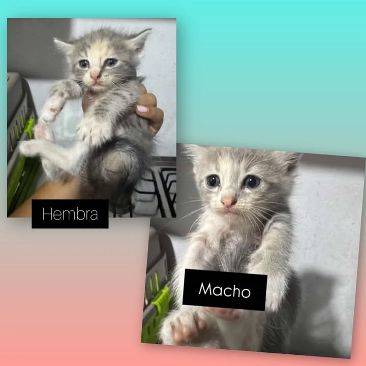Gatitos en adopción Risaralda 