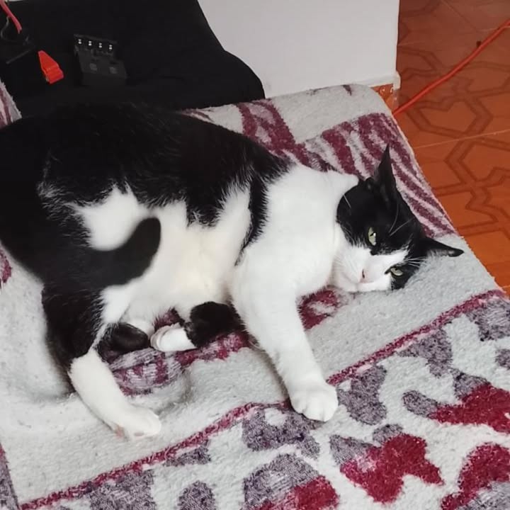 Gata en adopción Risaralda 