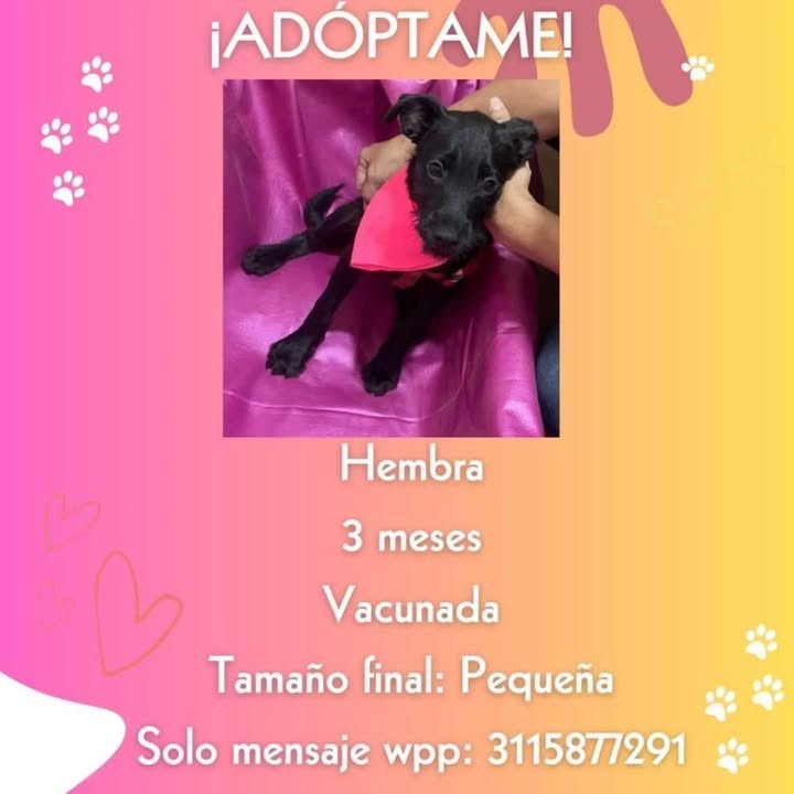Adopción de perro en Risaralda 
