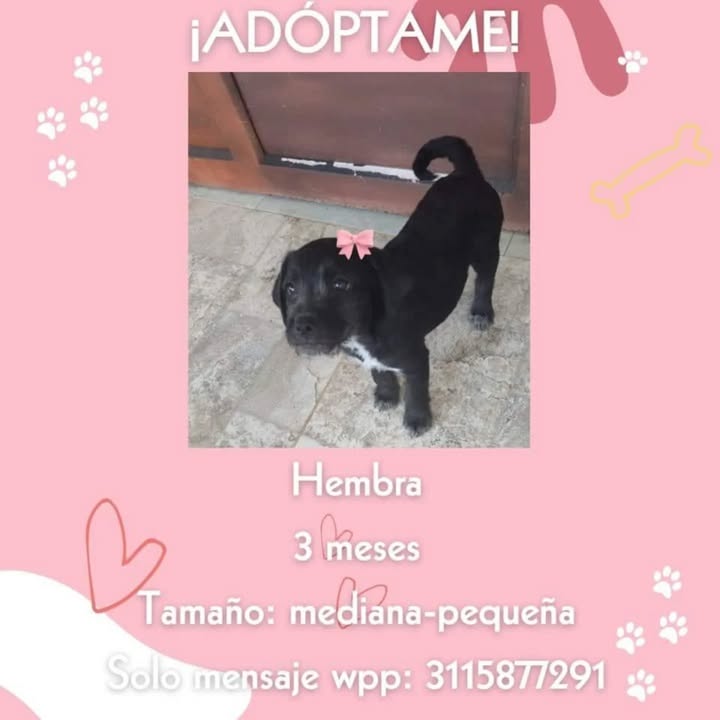 Adopción de perro en Risaralda 