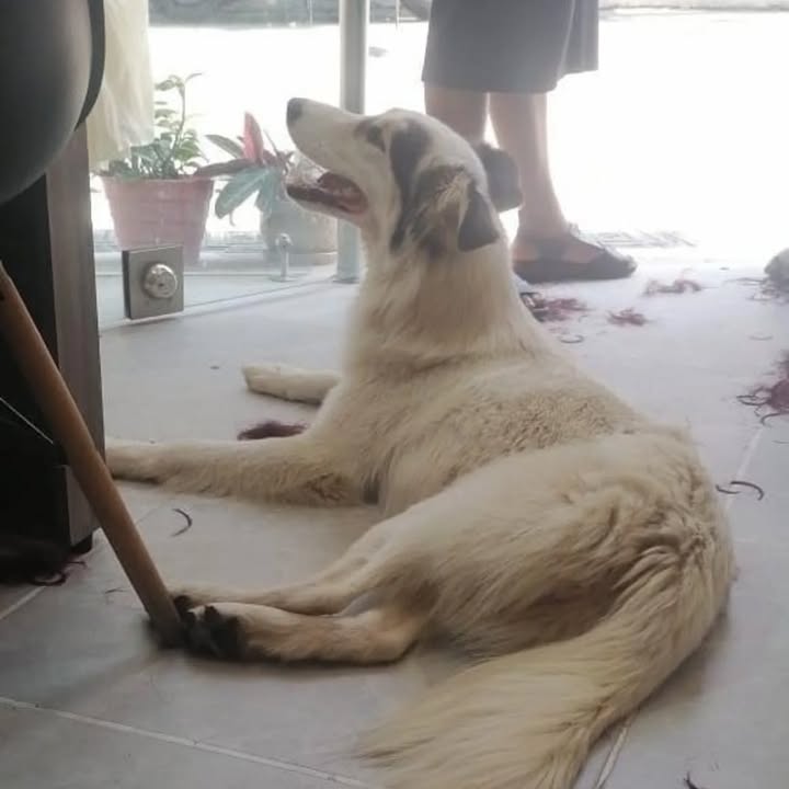 Perro en adopción en Risaralda 
