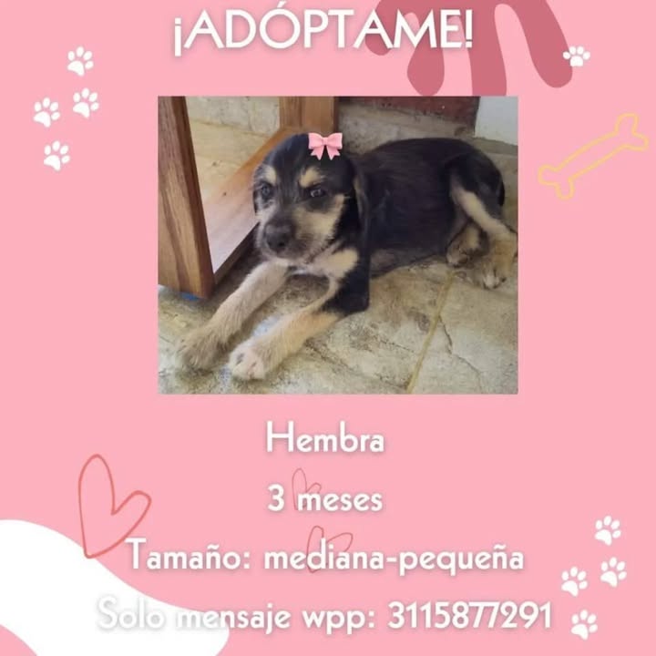 Adopción de perro en Risaralda 
