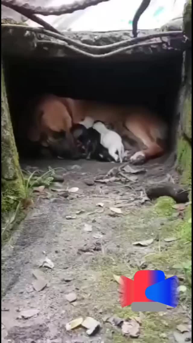 Perra en peligro en Zarzal, Valle - Se busca ayuda 