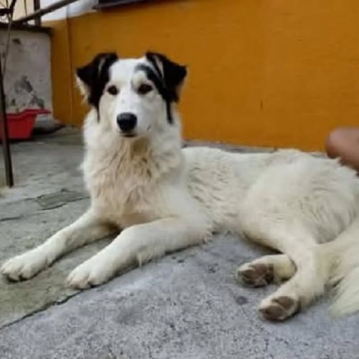 Perro en adopción en Risaralda 