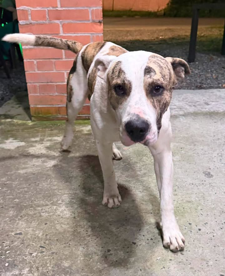 Perro encontrado en Morelia Risaralda 