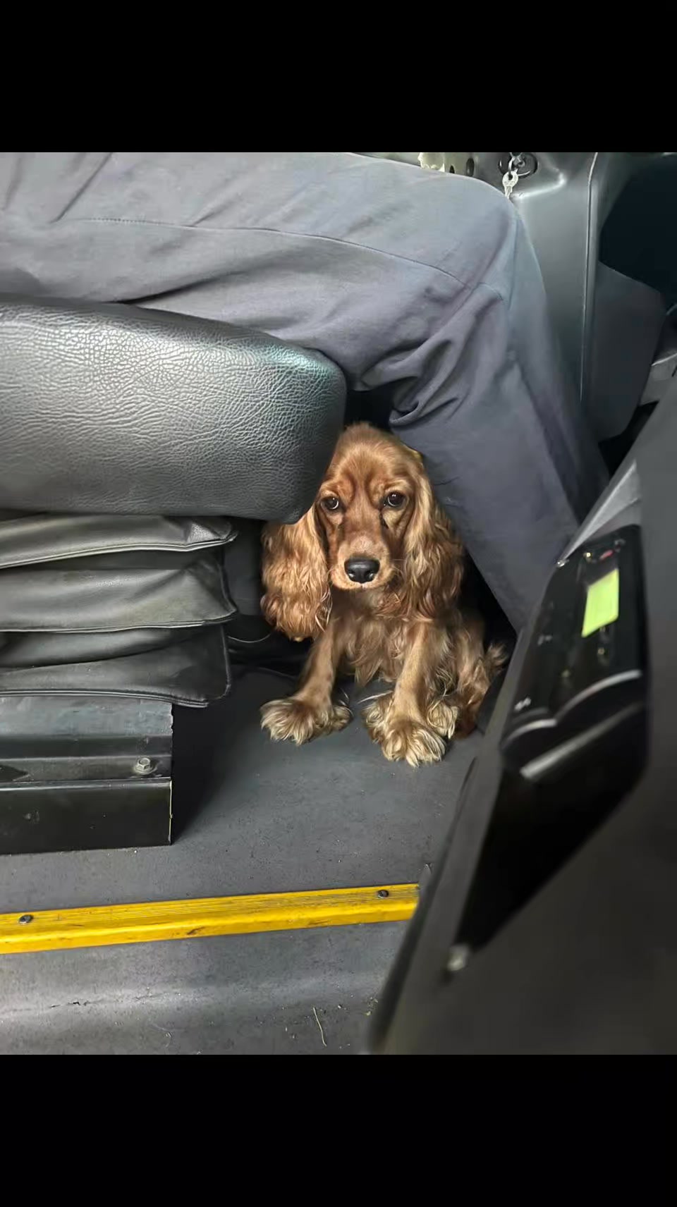 Perro encontrado en Dosquebradas, Risaralda 